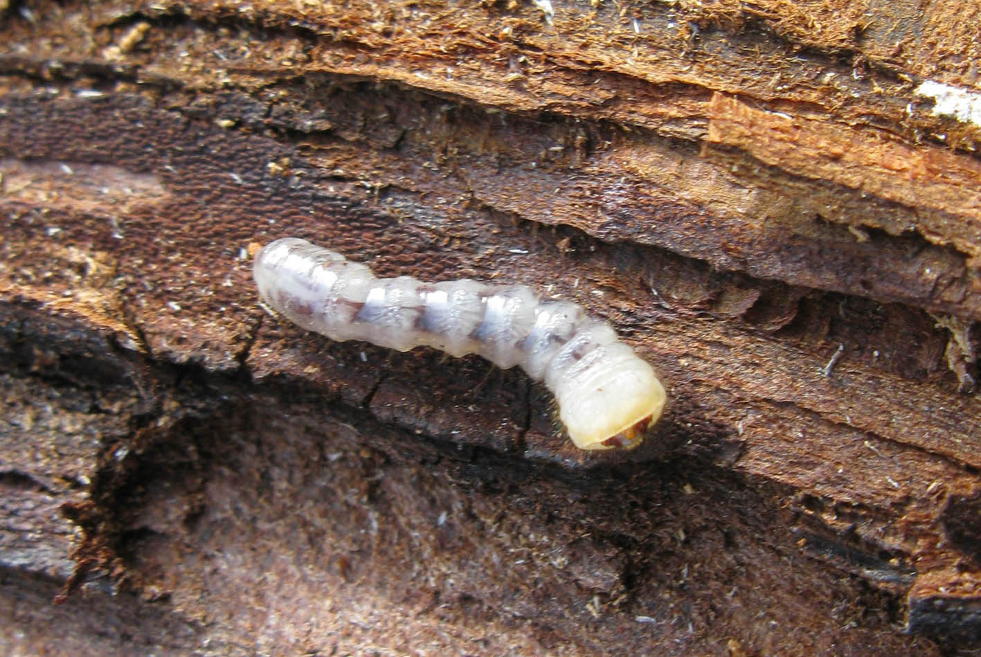 larva di Cerambycidae